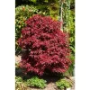 Japán juhar - Acer palmatum "Shaina"