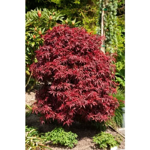 Japán juhar - Acer palmatum "Shaina"