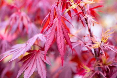 Japán juhar - Acer palmatum "Shaina"