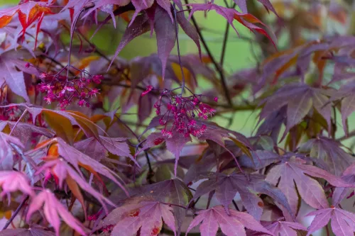 Japán juhar - Acer palmatum "Shaina"