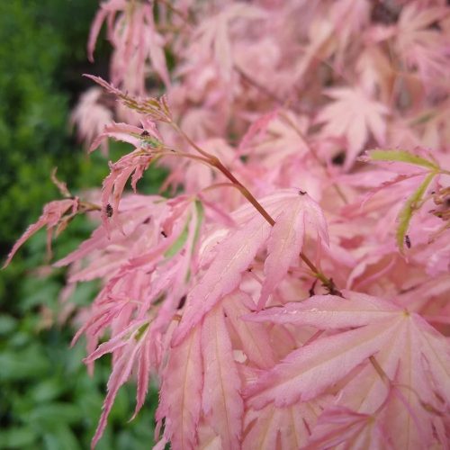 Japán juhar - Acer palmatum "Taylor"