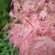 Japán juhar - Acer palmatum "Taylor"