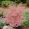 Japán juhar - Acer palmatum "Taylor"