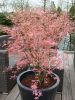 Japán juhar - Acer palmatum "Taylor"