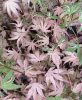 Japán juhar - Acer palmatum "Taylor"