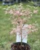 Japán juhar - Acer palmatum "Taylor"