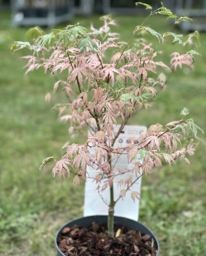Japán juhar - Acer palmatum "Taylor"
