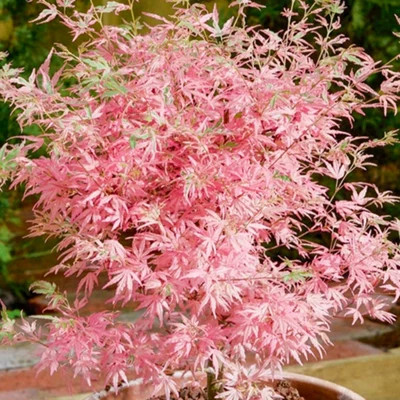 Japán juhar - Acer palmatum "Taylor"