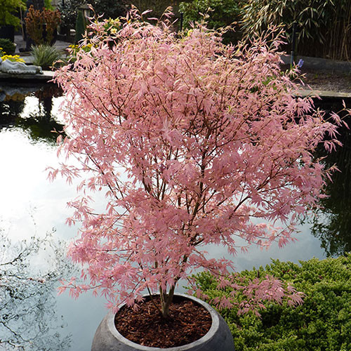 Japán juhar - Acer palmatum "Taylor"