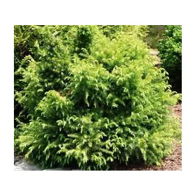   Japán ciprus - Cryptomeria japonica "Vilmoriniana"