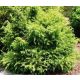 Japán ciprus - Cryptomeria japonica "Vilmoriniana"