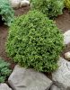 Japán ciprus - Cryptomeria japonica "Vilmoriniana"