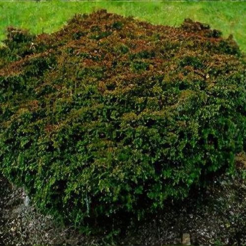 Japán ciprus - Cryptomeria japonica "Vilmoriniana"