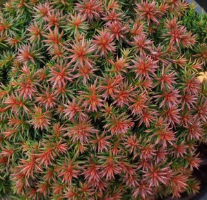 Japán ciprus - Cryptomeria japonica "Vilmoriniana"