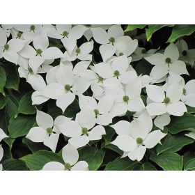 Csillagsom - Cornus kousa Chinensis K5
