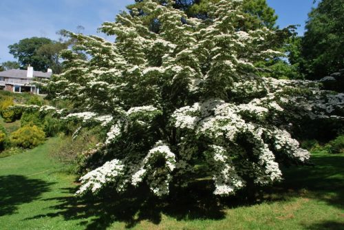 Csillagsom - Cornus kousa Chinensis K5