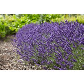 Levendula - Lavandula angustifolia "Felice"