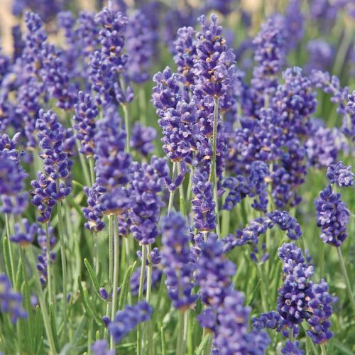 Levendula - Lavandula angustifolia "Felice"