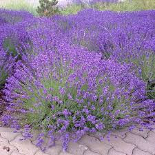 Levendula - Lavandula angustifolia "Felice"