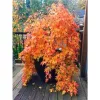 Törzses Japán juhar - Acer palmatum "Cascade Citrine" K3