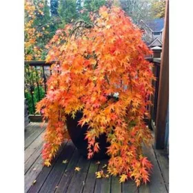   Törzses Japán juhar - Acer palmatum "Cascade Citrine" K3