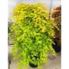 Törzses Japán juhar - Acer palmatum "Cascade Citrine" K3