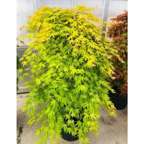 Törzses Japán juhar - Acer palmatum "Cascade Citrine" K3