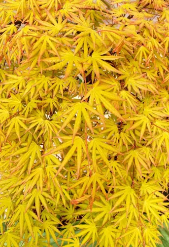 Törzses Japán juhar - Acer palmatum "Cascade Citrine" K3