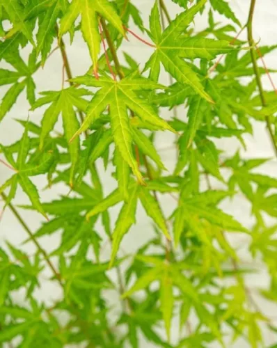 Törzses Japán juhar - Acer palmatum "Cascade Citrine" K3