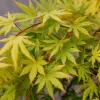 Törzses Japán juhar - Acer palmatum "Cascade Citrine" K3