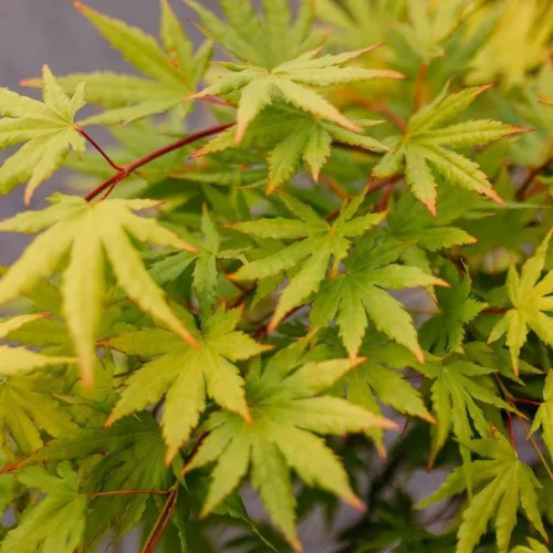 Törzses Japán juhar - Acer palmatum "Cascade Citrine" K3