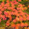 Törzses Japán juhar - Acer palmatum "Cascade Citrine" K3