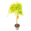 Törzses Japán juhar - Acer palmatum "Cascade Citrine" K3