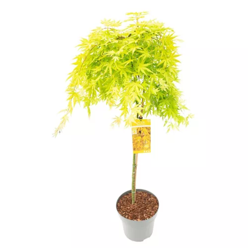 Törzses Japán juhar - Acer palmatum "Cascade Citrine" K3