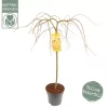 Törzses Japán juhar - Acer palmatum "Cascade Citrine" K3