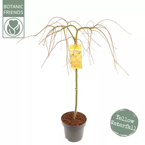 Törzses Japán juhar - Acer palmatum "Cascade Citrine" K3