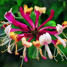 Búbos lonc - Lonicera periclymenum 'Serotina' 