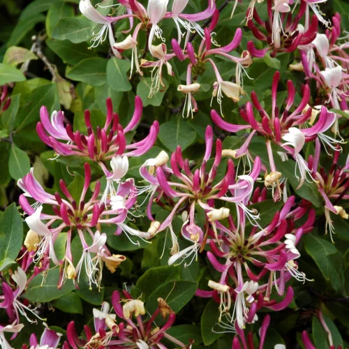  Búbos lonc - Lonicera periclymenum 'Serotina' 