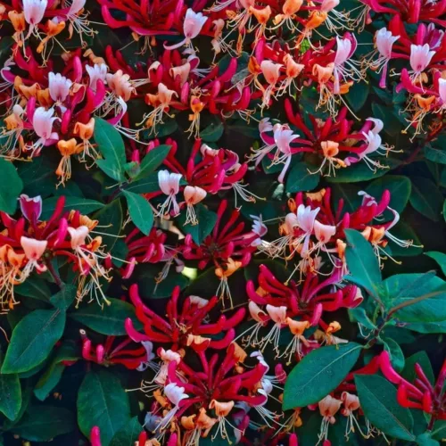  Búbos lonc - Lonicera periclymenum 'Serotina' 