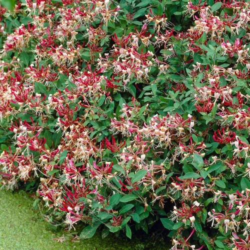 Búbos lonc - Lonicera periclymenum 'Serotina' 