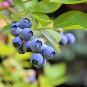 Áfonya - Vaccinium Corymbosum "Northland"