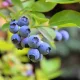 Áfonya - Vaccinium Corymbosum "Northland"