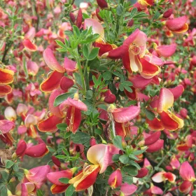 Zanót - Cytisus × burkwoodii ‘Maria Burkwood’