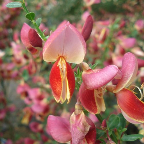 Zanót - Cytisus × burkwoodii ‘Maria Burkwood’