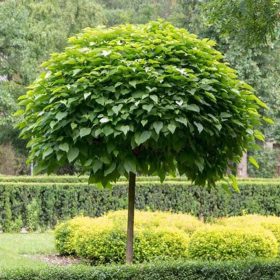   Gömb szivarfa - Catalpa bignonioides ‘Nana’ Törzs: 120 cm