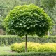 Gömb szivarfa - Catalpa bignonioides ‘Nana’ Törzs: 120 cm