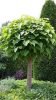 Gömb szivarfa - Catalpa bignonioides ‘Nana’ Törzs: 120 cm