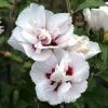 Hibiscus syriacus "Lady Stanley" - Mályvacserje