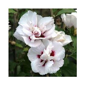 Hibiscus syriacus "Lady Stanley" - Mályvacserje