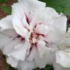 Hibiscus syriacus "Lady Stanley" - Mályvacserje